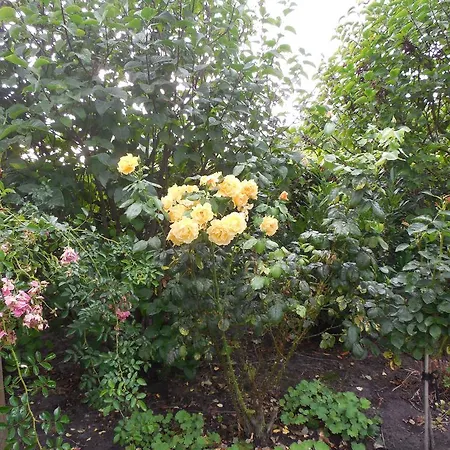 Gaestehaus An Der Wieke * Berumerfehn