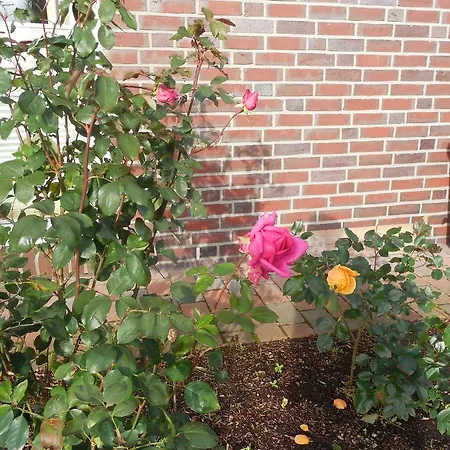 Gaestehaus An Der Wieke * Berumerfehn